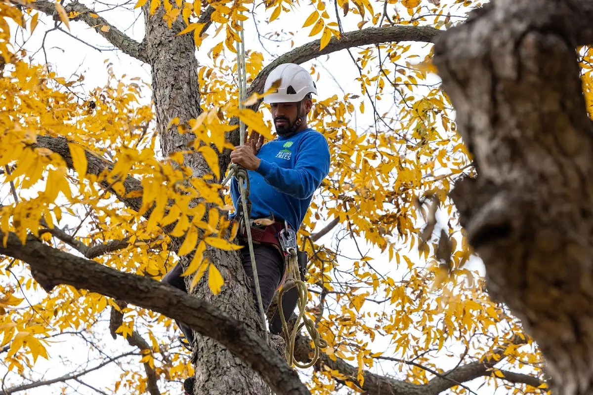 Skilled Tree Transplanting crew working in Alamosa